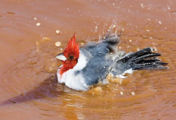 Brazil, Pantanal Red-crested cardinal bathing